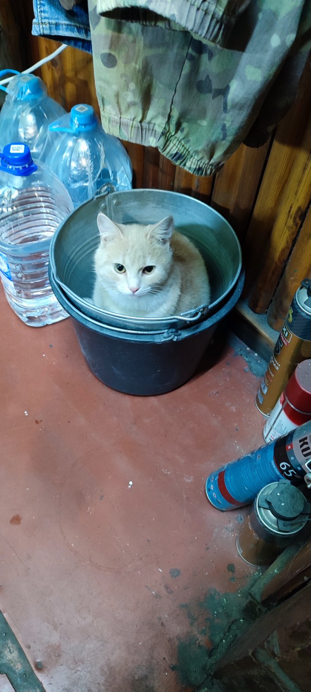 Коты-интроверты