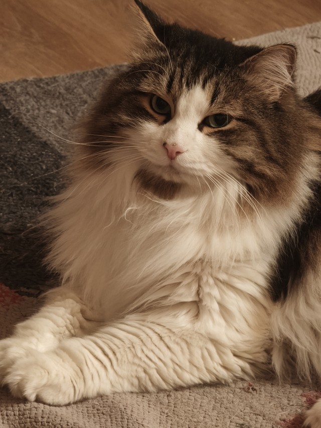 Котовторник 24.02