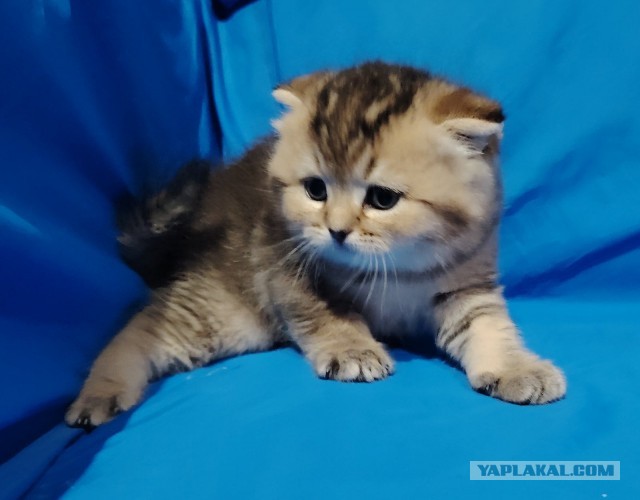Помогите с погонялом