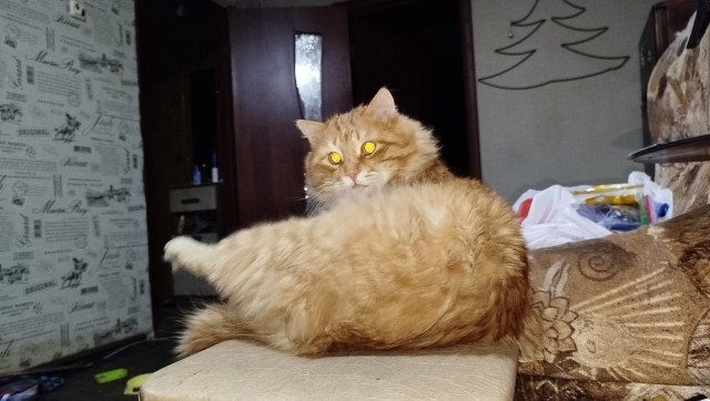 Котовторник снова!