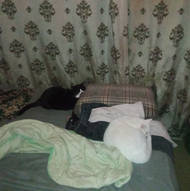 Вот так я с кошками и живу