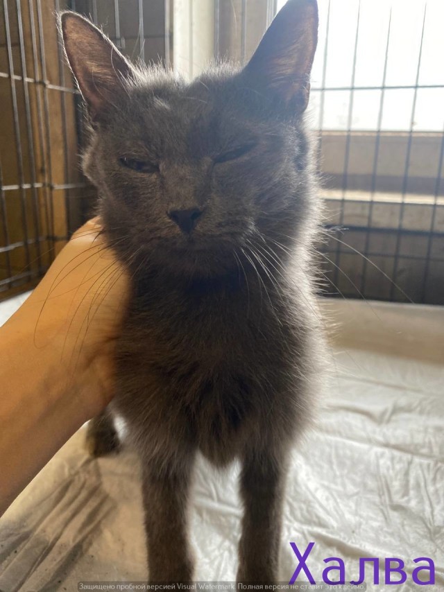 Жизнь домашнего приюта "Котоленд" 569
