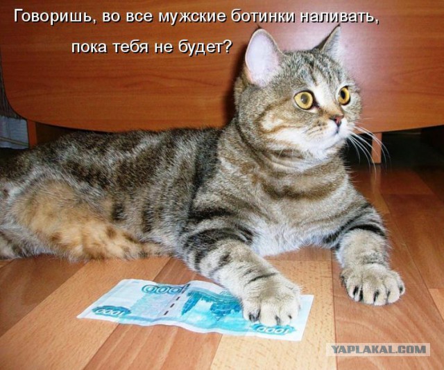 Котовторник  28.01.14