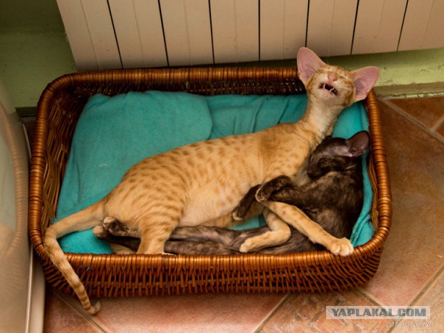 Котовторник 04.03.2014