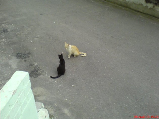 Котовторник 01.04.2014