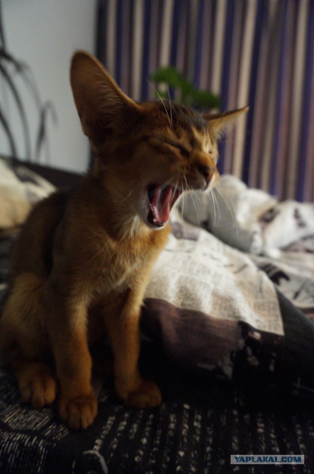 Моя кошка спит.