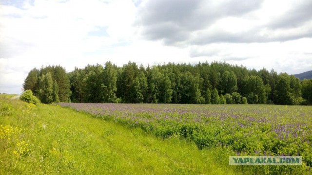 Открыл сезон по нахлысту....