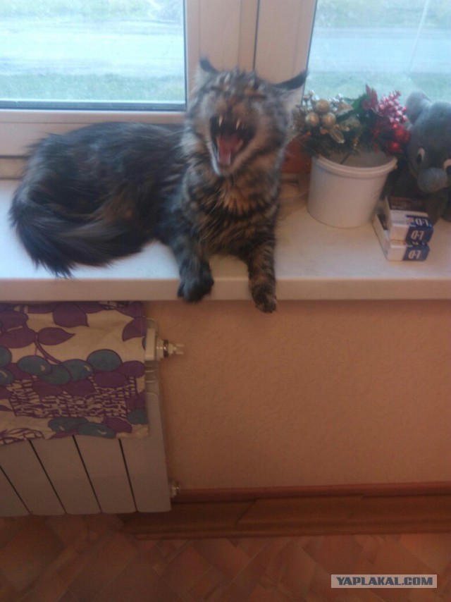 Когда котик зевнул не вовремя...