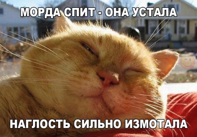 Прикольные животные