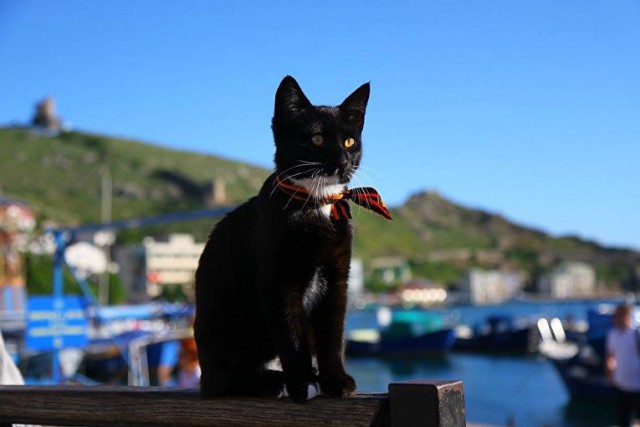 Морские котики