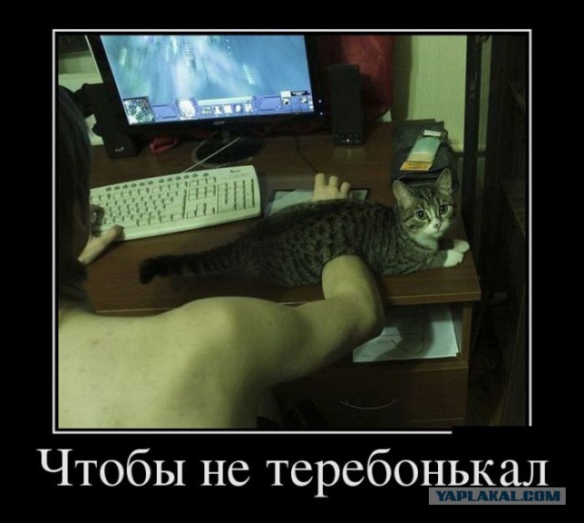Баяны в чёрных рамках