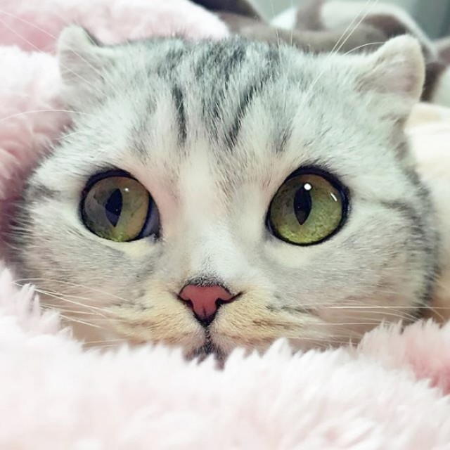 Живность из сети