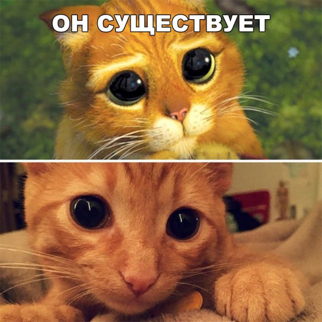 Прикольных котов пост