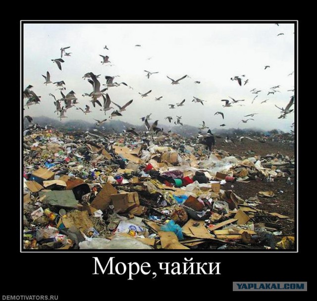 Сын генпрокурора Чайки - владелец мусорного полигона в Ядрово под Волоколамском