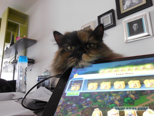 Котовторник