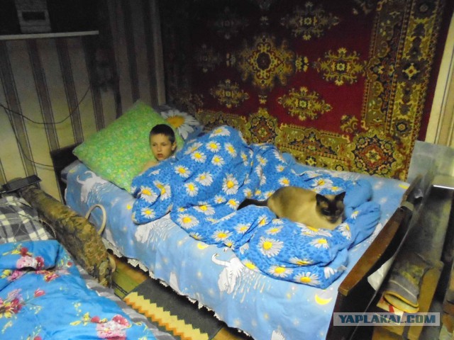 Котовторник 05.06.2018
