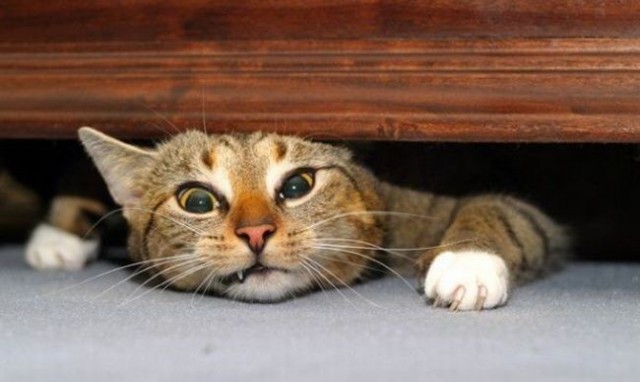 Прикольные коты на среду! ОЧЕНЬ МНОГО!