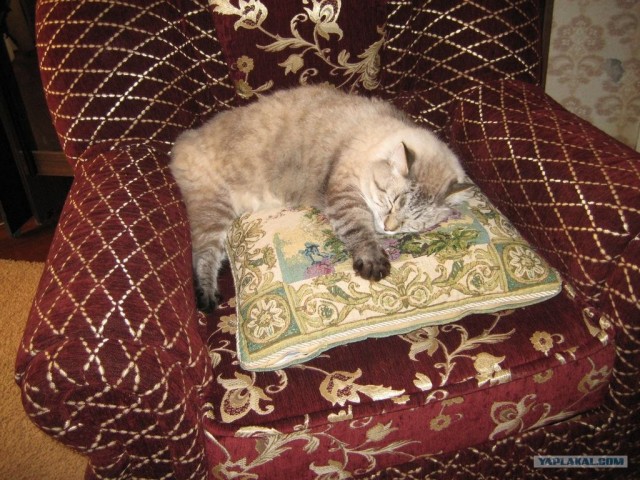 Котовторник  на  ЯПлакалъ