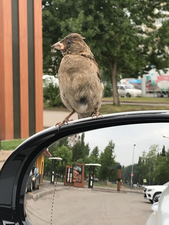 Воробей, который забыл "синхронизироваться" с зеркалом