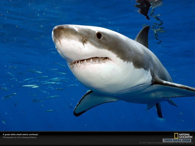 National Geographic фото