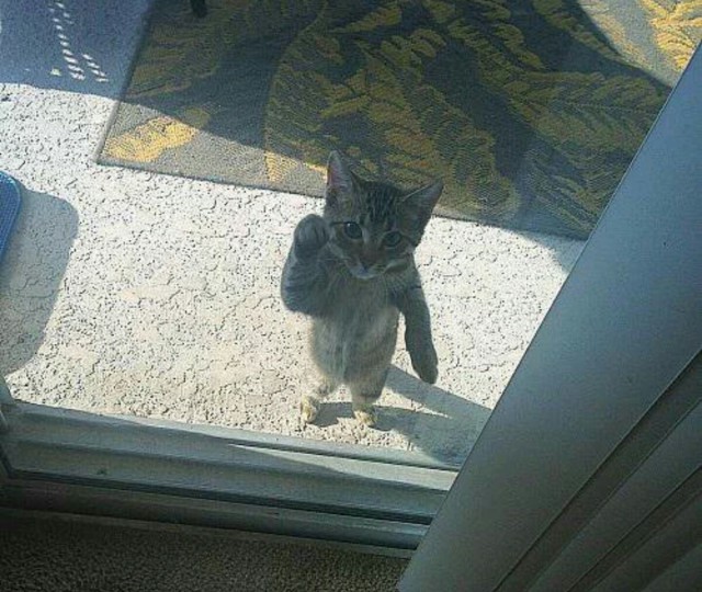 Прикольных котов пост