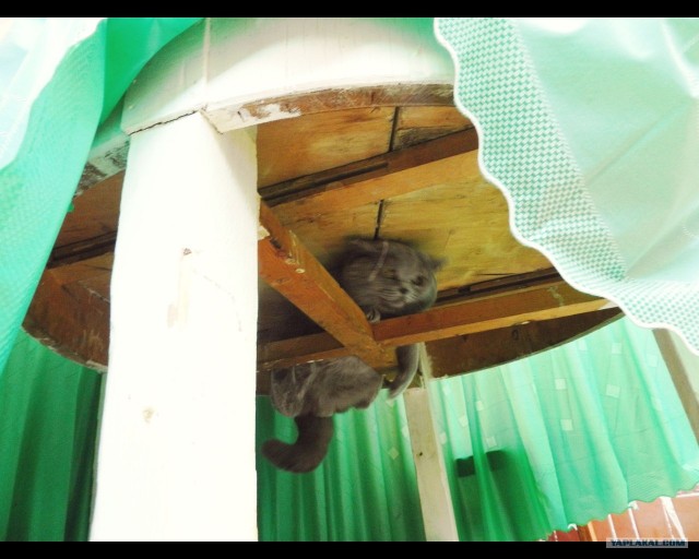 Котовторник!