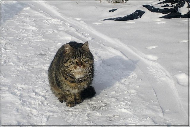 Сонный Котовторник