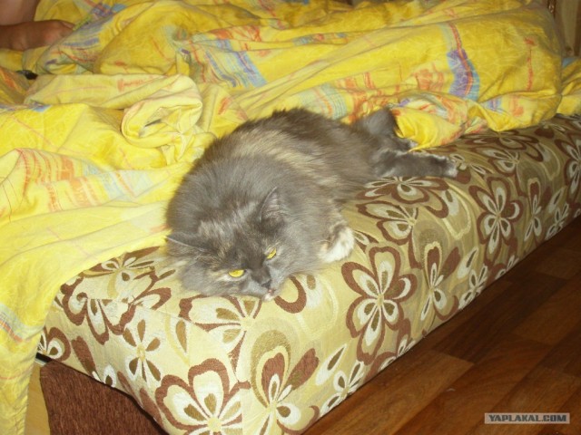 Первый котовторник октября