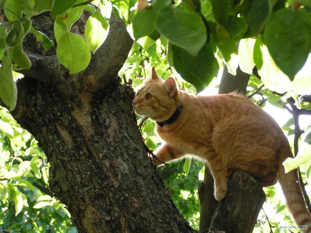 Котовторник 1.11.11