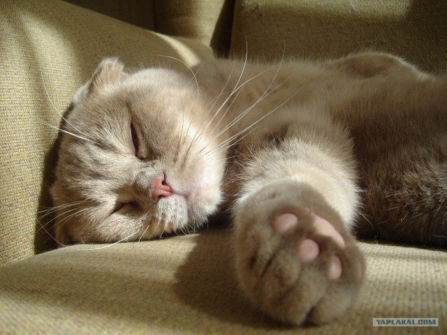 Котовторник 22.11.11