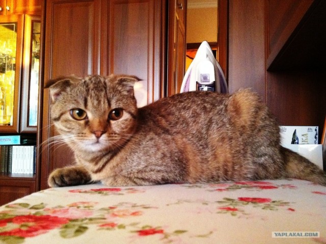 Котовторник 27.12.11