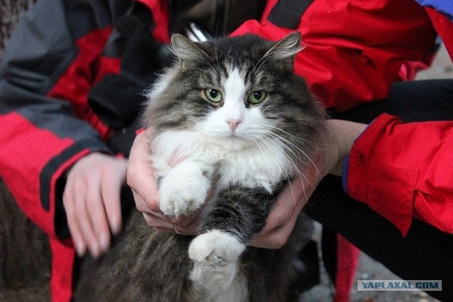 Котовторник (10.01.2012)