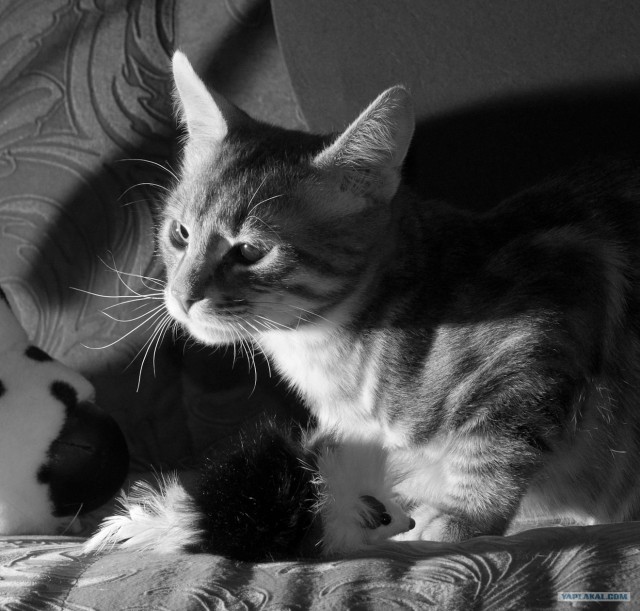 Котовторник (14.02.2012)