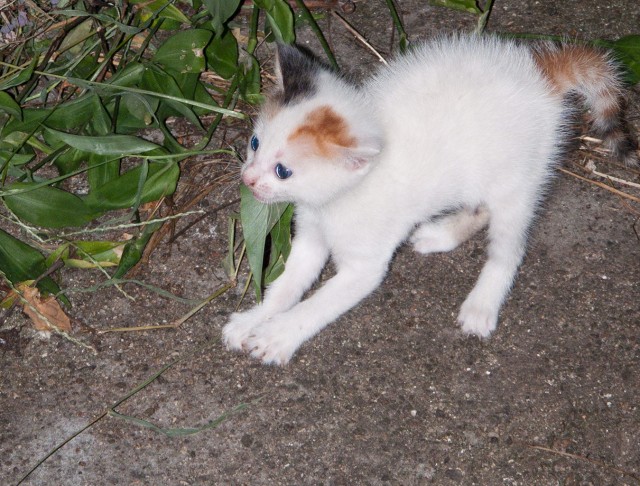 Котовторник 10.04.2012