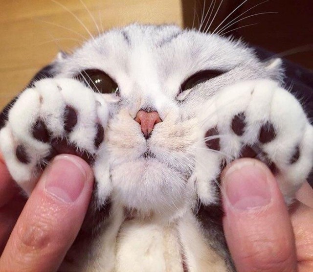 Немного милоты