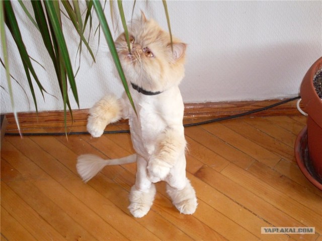 Котовторник 1 мая 2012