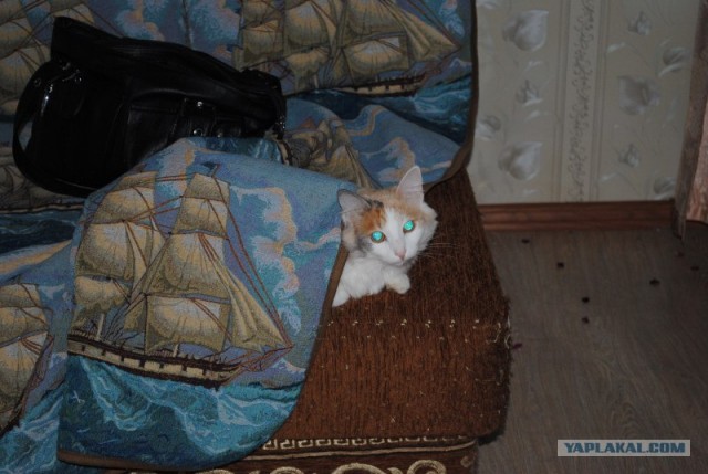 Котовторник 24.07.2012