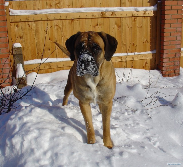 Собакочетверг 10.01.2013