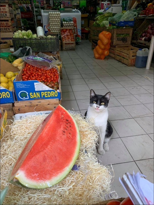 Живность из сети