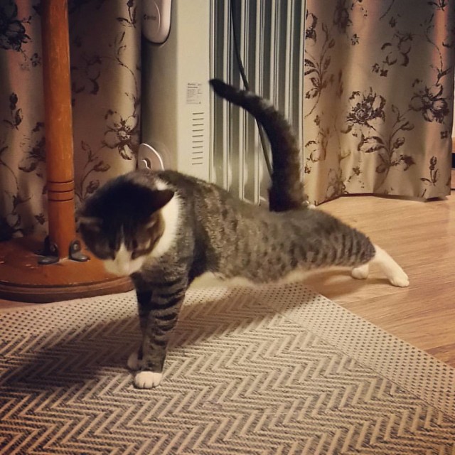 Забавные картинки с котами из сети