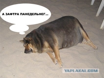 Фотожаба: О чем же думает собака?....