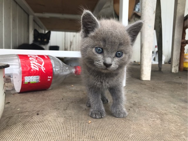 Котовторник