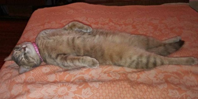 Коты, которые спят где попало и как попало