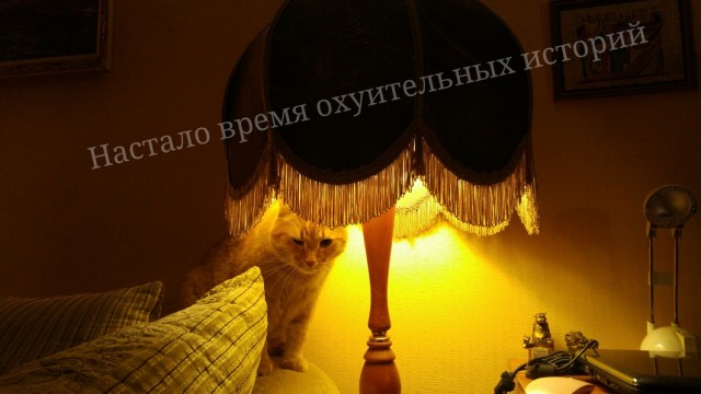 Картинки на котовторник 1.09.20