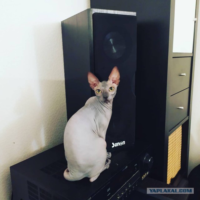 Котовторник 17.11.20