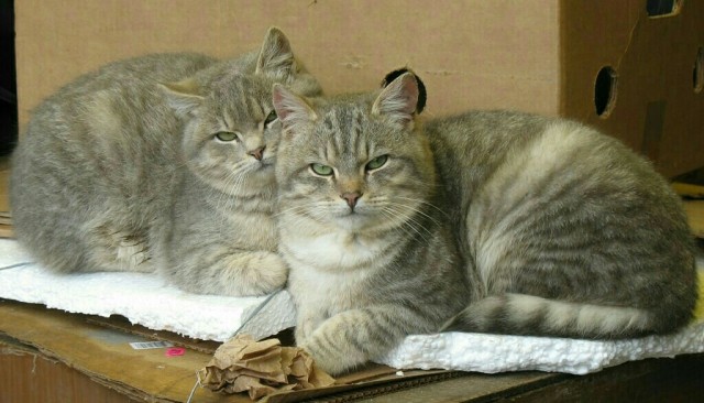 К - Котогеничность