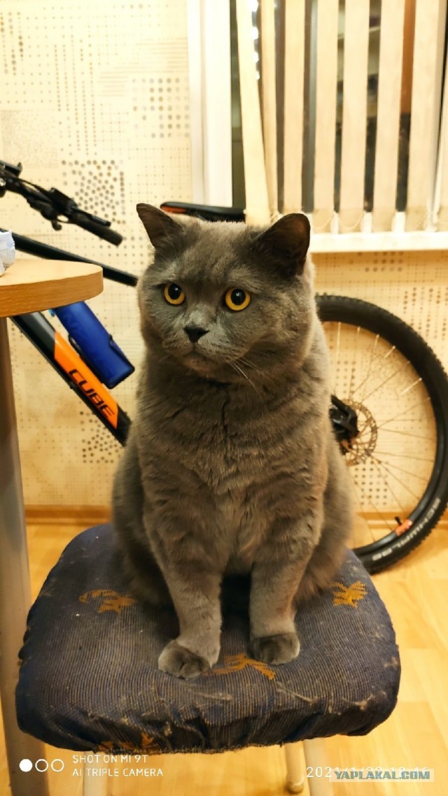 Котовторник. Добавляйте своих