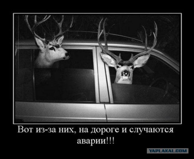 Спасибо, фура!