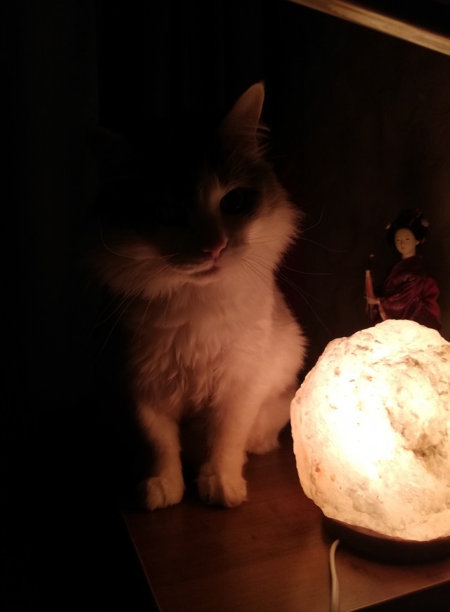 Котовторнику быть!