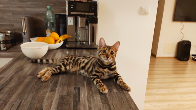 Котенок